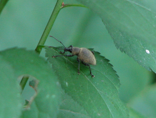 Curculionidae: Otiorhynchus (s.str.) sp.